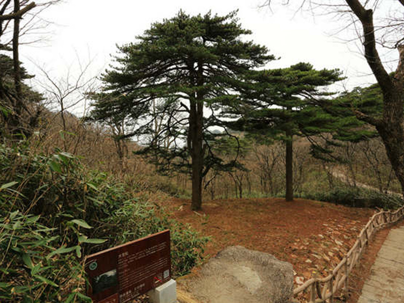 13大王松01.jpg