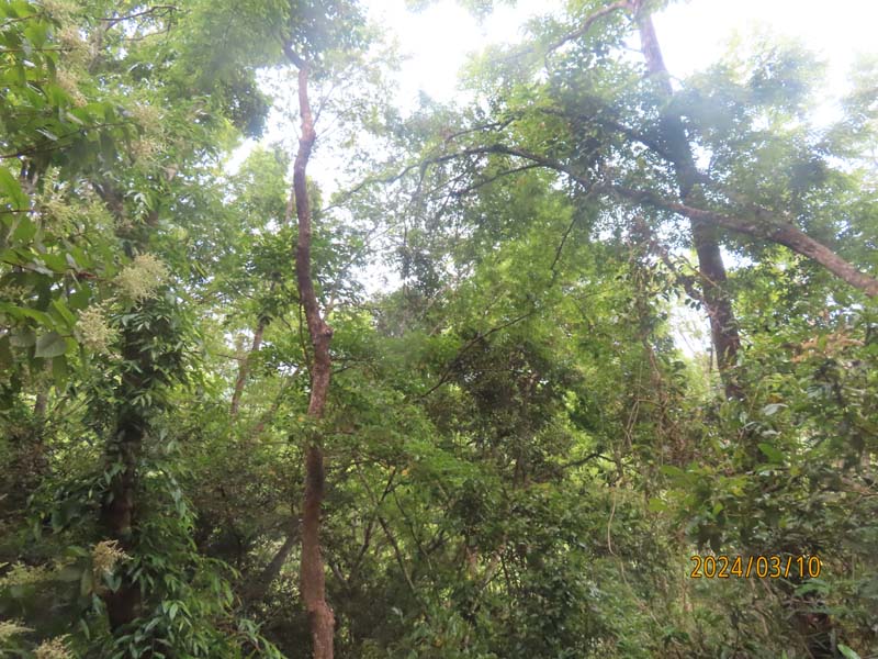 19五指山热带雨淋.JPG