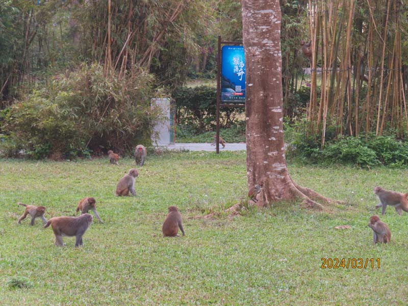 12猴岛.JPG
