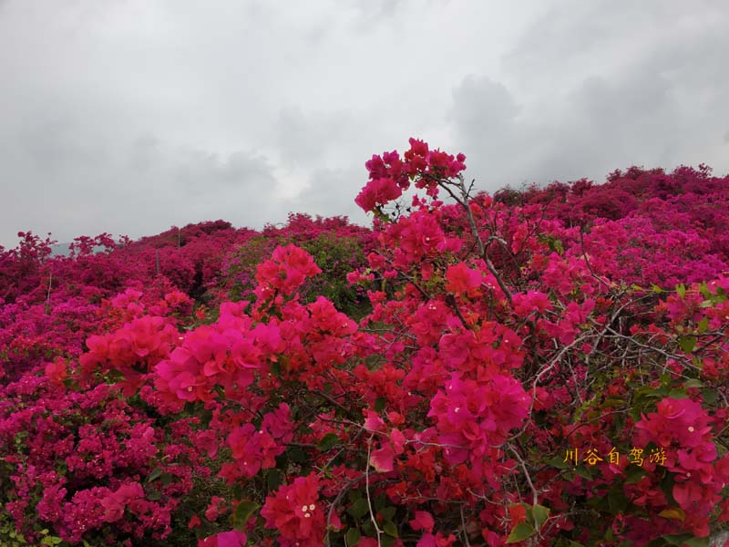 03陵水南湾花镇.JPG