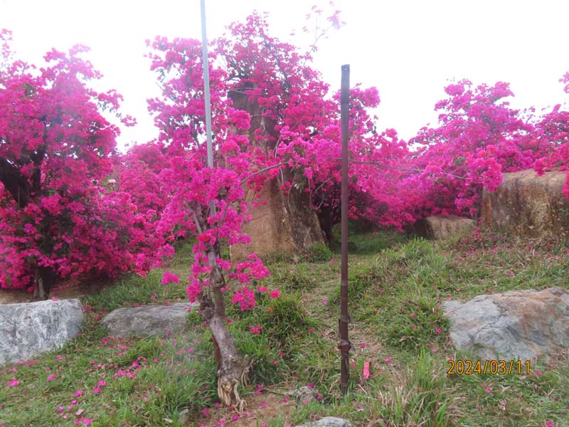 02陵水南湾花镇.JPG