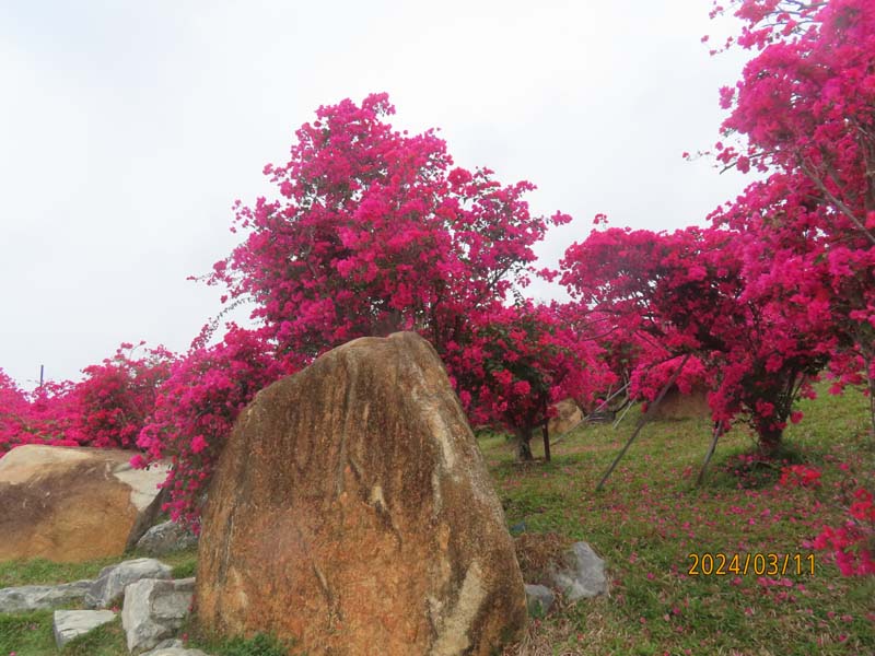 01陵水南湾花镇.JPG