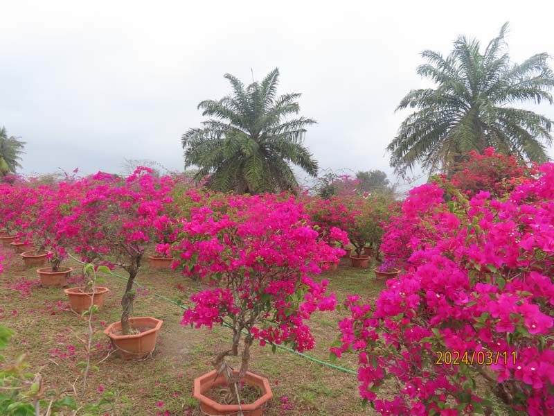 14陵水南湾花镇.JPG