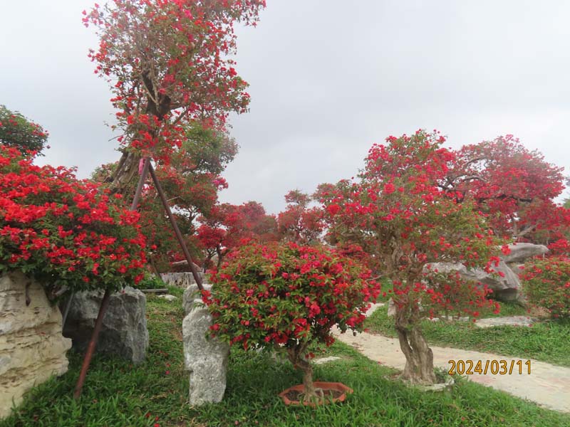 09陵水南湾花镇.JPG