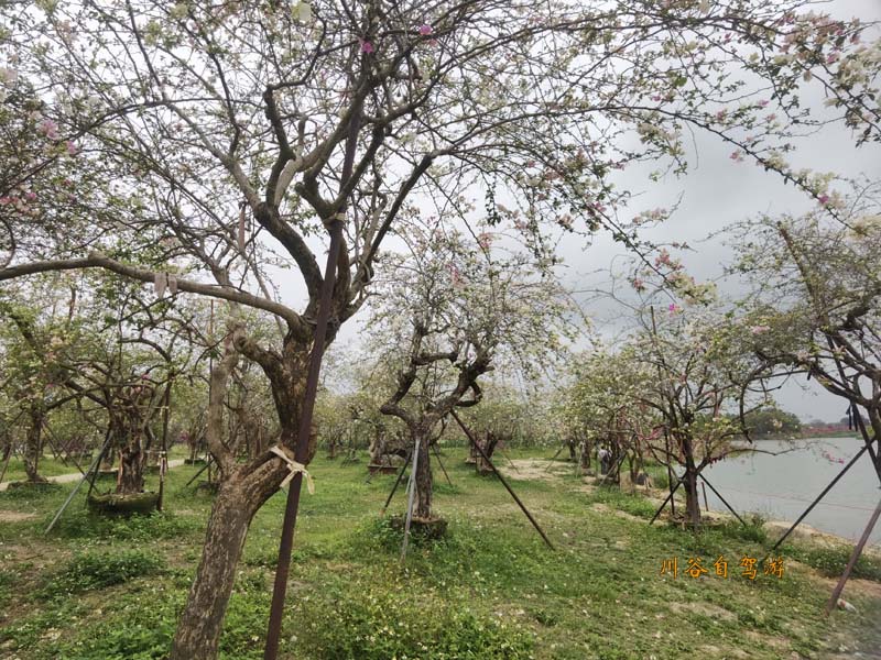 11陵水南湾花镇.jpg