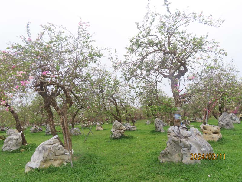 10陵水南湾花镇.JPG