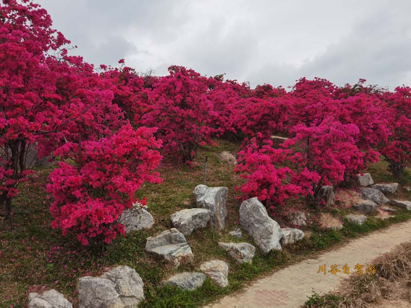 15陵水南湾花镇.jpg