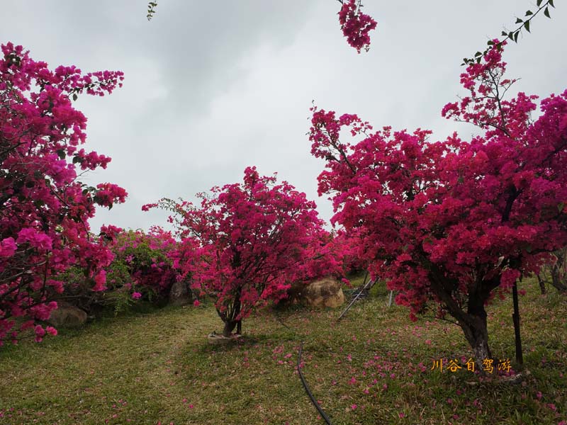 12陵水南湾花镇.JPG 12陵水南湾花镇.JPG