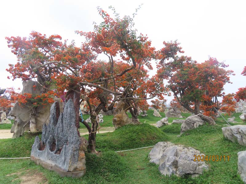 07陵水南湾花镇.JPG