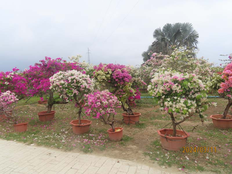 23陵水南湾花镇.JPG