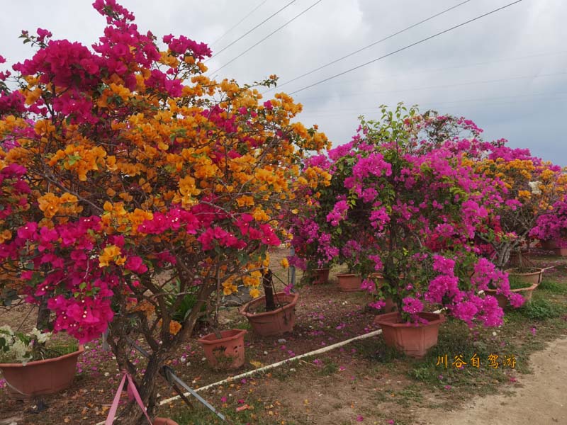 26陵水南湾花镇.jpg 26陵水南湾花镇.jpg
