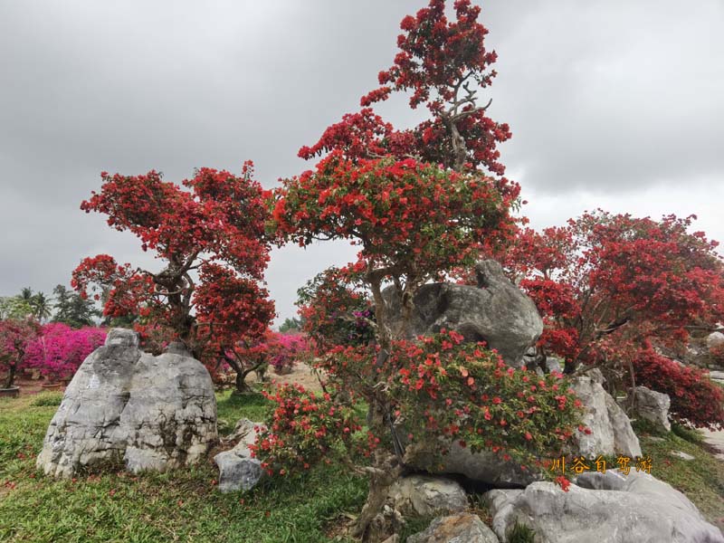 21陵水南湾花镇.jpg 21陵水南湾花镇.jpg