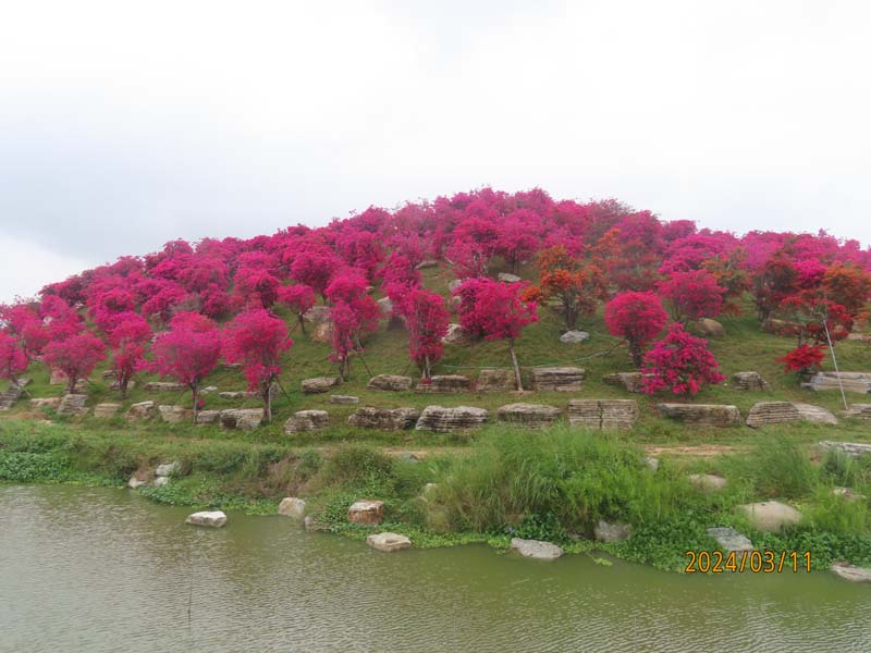 22陵水南湾花镇.JPG