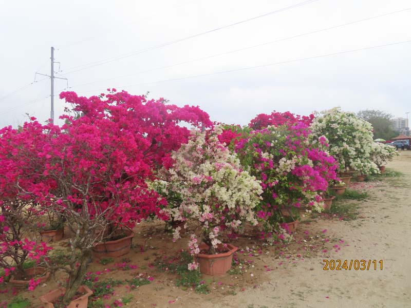27陵水南湾花镇.JPG