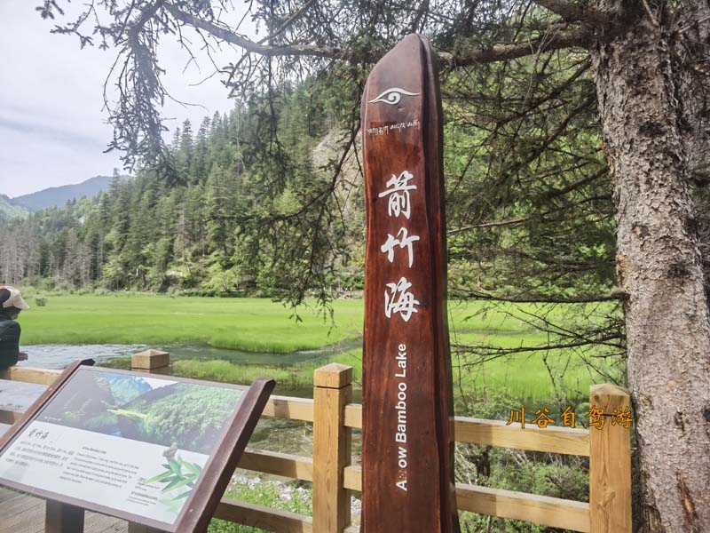 11箭竹海.jpg