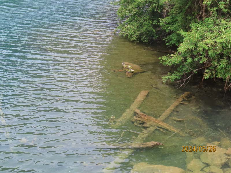 07箭竹海.JPG