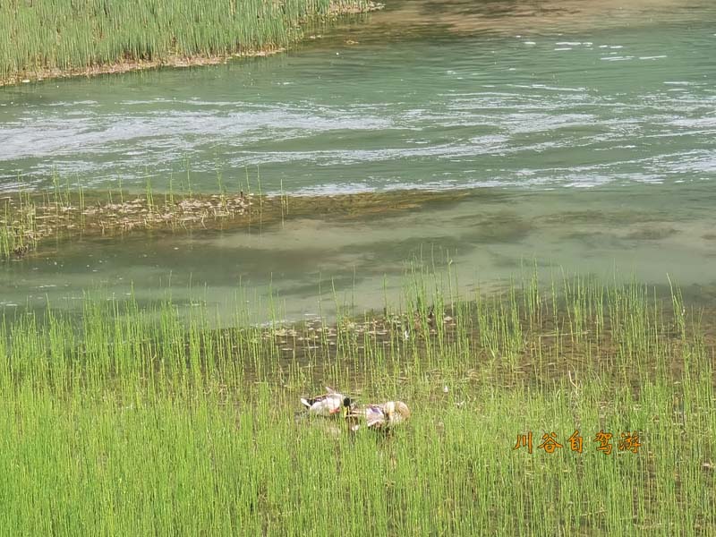 12箭竹海.jpg