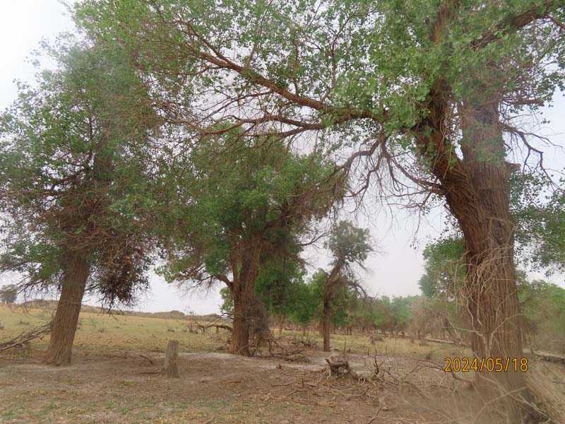 02东风胡杨林.JPG