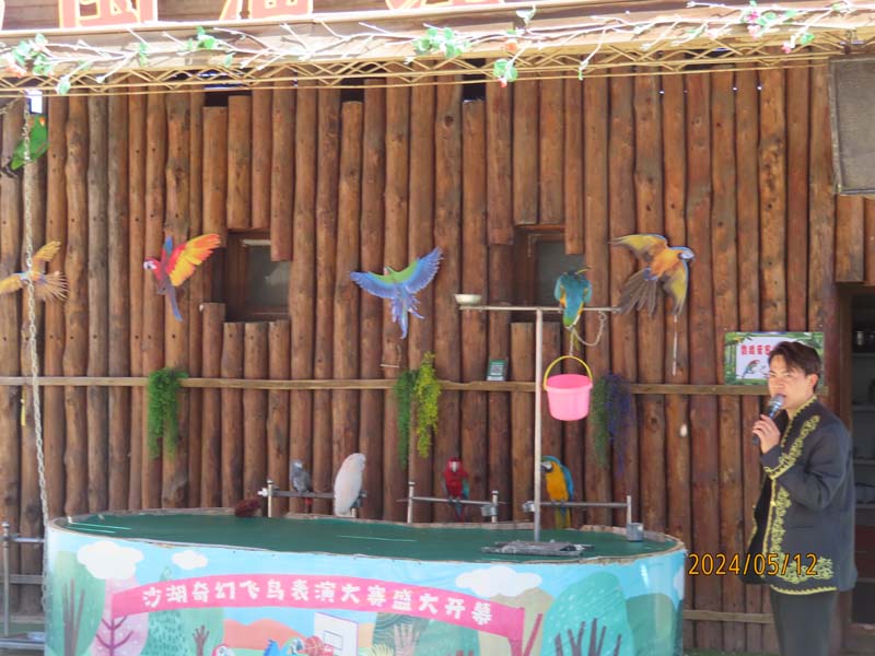 12沙湖天鹅岛.JPG