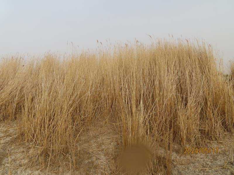 09居延海.JPG