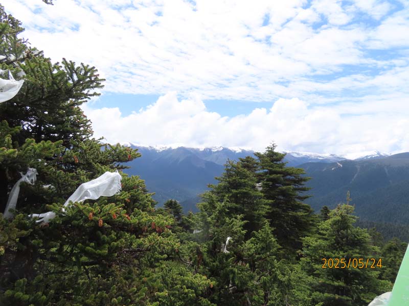 10鲁朗林海.JPG 10鲁朗林海.JPG