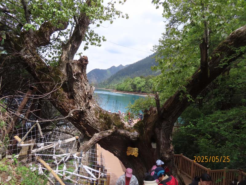 19巴松措湖心岛.JPG 19巴松措湖心岛.JPG