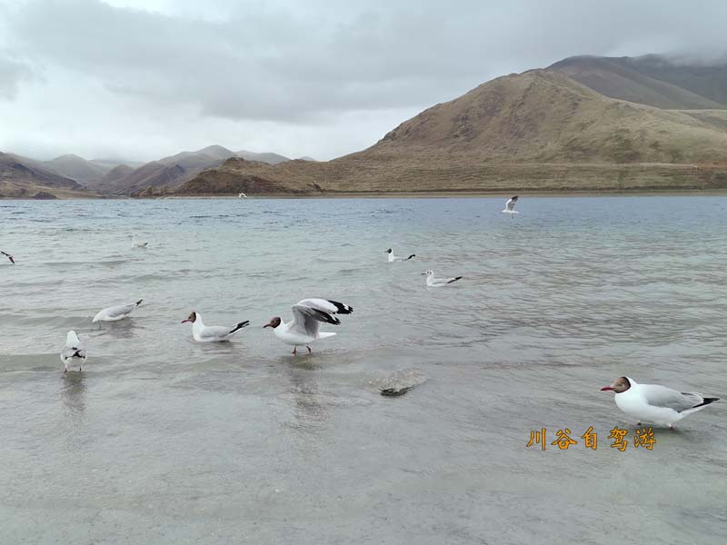 18羊卓雍措.jpg