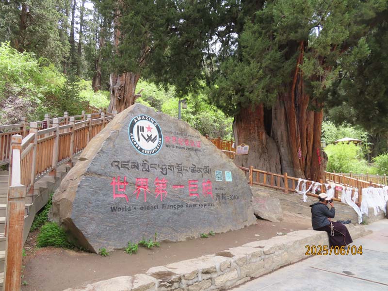 15林芝世界柏树王.JPG