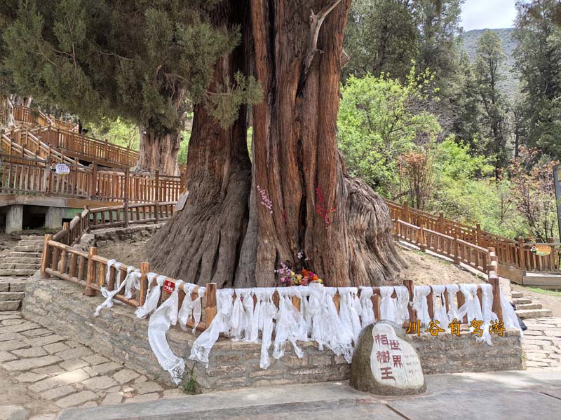 23林芝世界柏树王.jpg