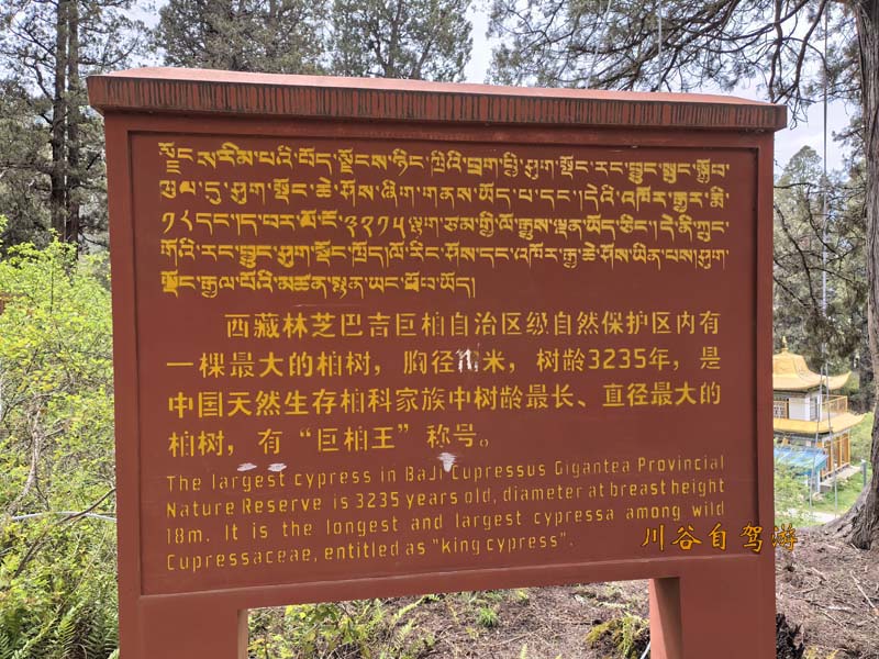19林芝世界柏树王.jpg