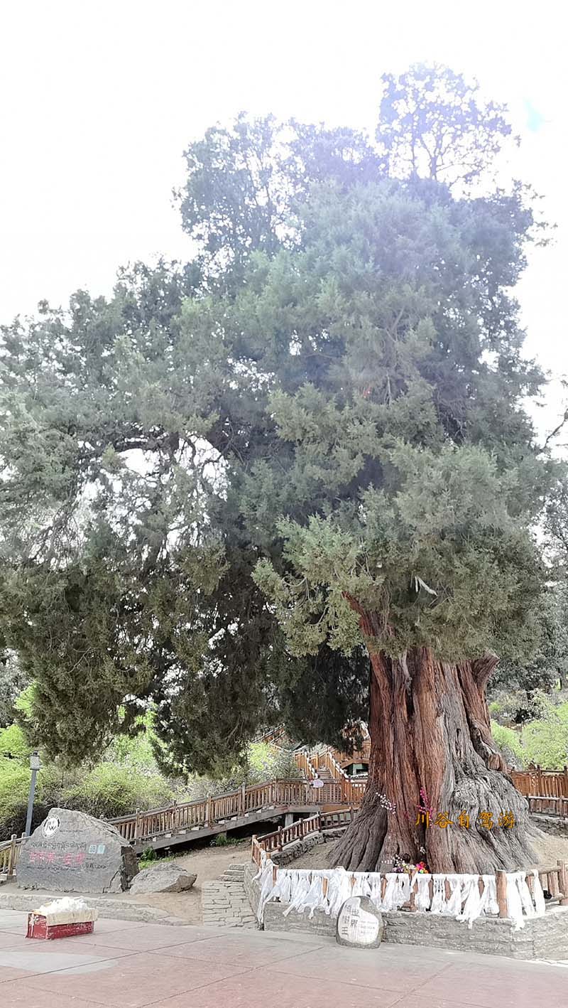 24林芝世界柏树王.jpg